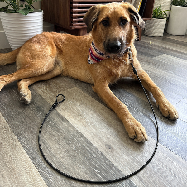 Drag leash training sale